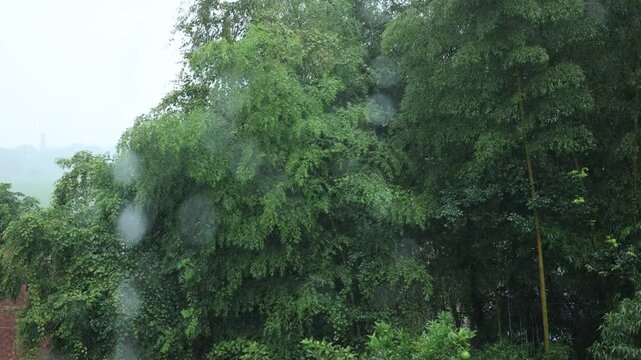 Heavy rain closeup with raindrops, eaves flow, bamboo leaf and calm white noise.