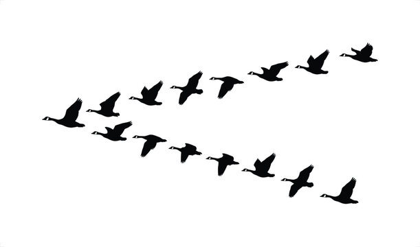 Geese flock flying in V formation against white background vector illustration