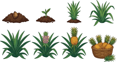 Fototapeta premium Pineapple Plant Life Cycle Stages Vector Illustration Set Featuring Seed Germination, Sprout Growth, Flowering Crown, Ripe Yellow Fruit Production, and Harvest Wicker Basket