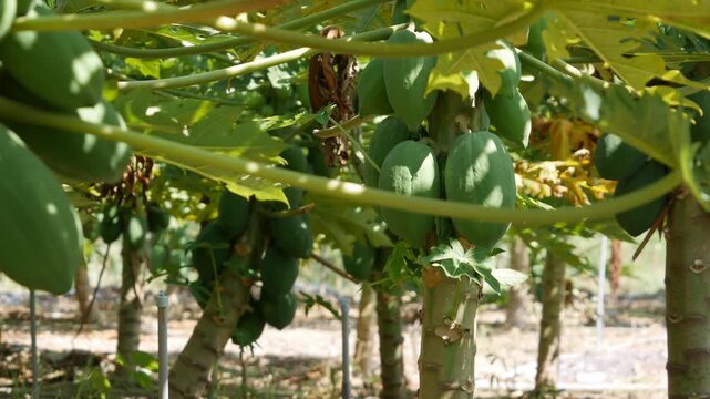 Green papaya fruits hanging on trees in a sunny plantation with rows of crops. Tropical produce.