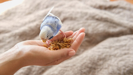 Owner woman feeding a budgie. Close-up. White blue budgerigar perching on hand. Pet bird eating seed grains from human palm. Cozy Indoor Setting. Person is gently handfeeding a parrot in bright room © Marina Demidiuk