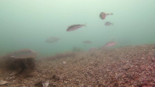 Curious pufferfish swimming directly toward camera underwater 4K
