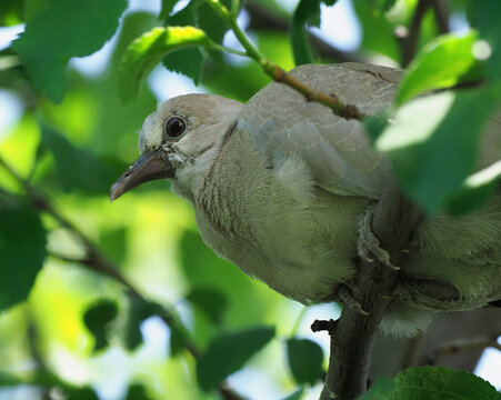 A juvenile Eurasian collared dove (Streptopelia decaocto) perched on a tree branch shortly after leaving the nest.