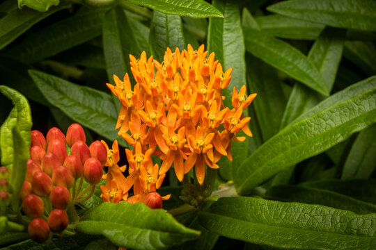 Butterfly milkweed in a pollinator garden.