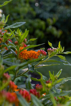 Butterfly milkweed in a pollinator garden.
