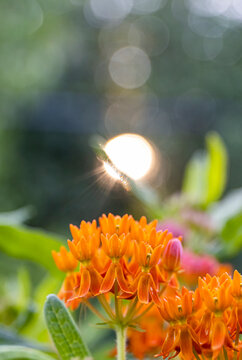 Butterfly milkweed in a pollinator garden.