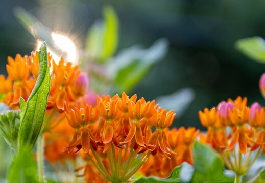 Butterfly milkweed in a pollinator garden.