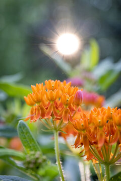 Butterfly milkweed in a pollinator garden.