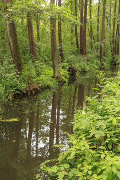 Spreewaldidylle bei Leipe; Blick vom Radweg in ein gr&uuml;nes Paradies
