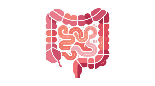 Human Large Intestine Anatomy Illustration.