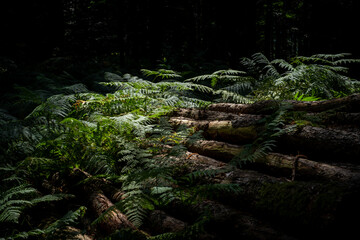 Fougère autour de troncs d'arbres abattus en sous-bois © MARC MEINAU