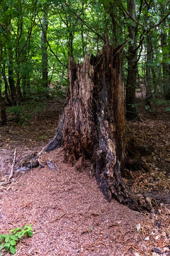 Fourmili&egrave;re devant un arbre mort