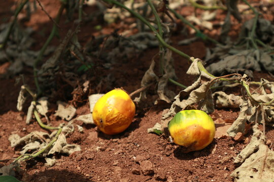 Ripe fruits lie on dry, reddish soil