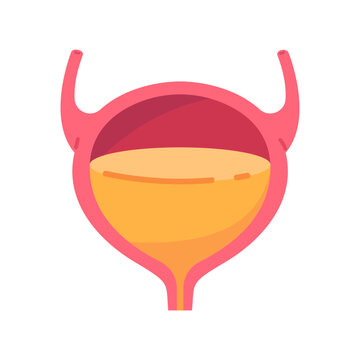 Clear anatomical graphic of a human urinary bladder storing yellow fluid, depicting excretory function