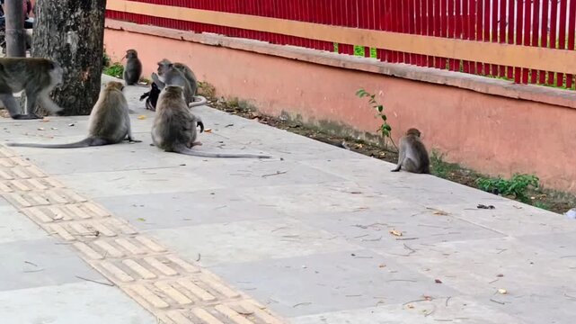 A troop of wild macaques monkeys gathering and walking on a city sidewalk