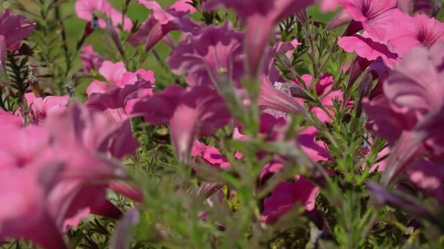 Beautiful small pink flowers on a flowerbed in the park