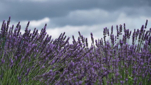 lavender field in provence france