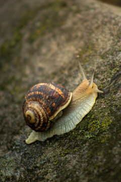 Garden snail crawling slowly on wet stone covered with green moss in forest close up.