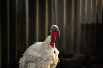Horizontal profile portrait of a domestic white turkey with copy space. Close-up of a male tom turkey against a dark corrugated fence, cinematic agriculture and poultry concept. © Kateryna Zinenko 