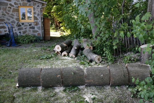 Un tas de bois coup&eacute; sur une pelouse verte. Un arbre mort a &eacute;t&eacute; abattu