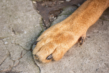 Dog paw with claws close up on a stone surface outdoors. Detailed macro shot of a brown domestic dog paw resting on concrete path, pet care and veterinary concept. © Kateryna Zinenko 