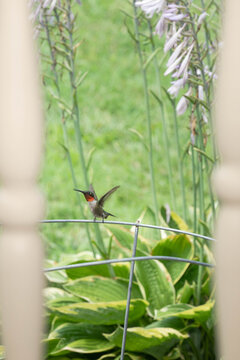 Peeking through porch railing to view a Ruby-throated hummingbird perched on a wire cage in a flower garden, vertical.