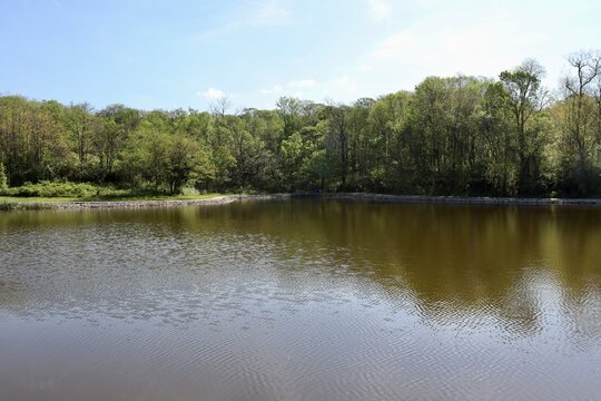 The calm lake in the wood on a sunny day.