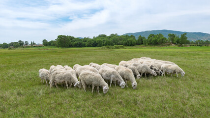 Fototapeta premium Sheep Herd Grazing in Inner Mongolia Grassland Pasture