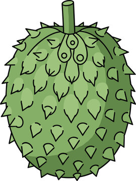 Illustration of a whole green soursop tropical fruit with spiky skin isolated on white background for health food concept