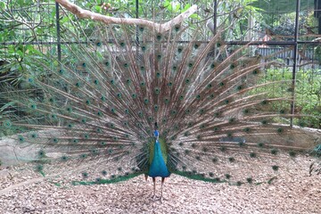 Obraz premium peacock in the park