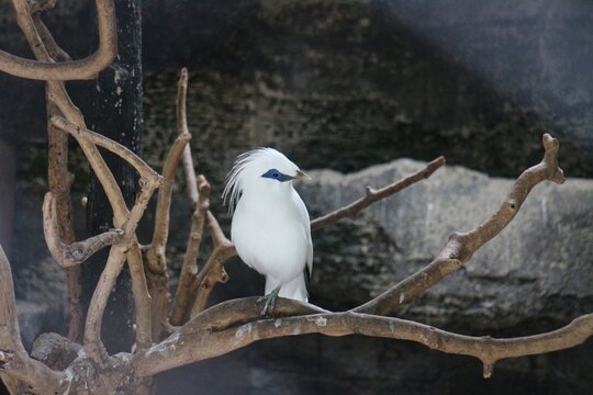 White bird perches calmly on gnarled branches