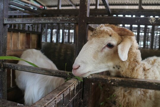 White sheep in wooden stall, grazing quietly