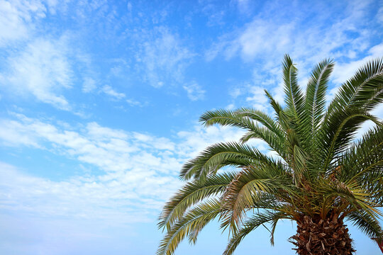 Low angle shot of phoenix canariensis palm branches on sunny day along Black Sea resort