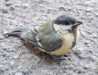 Juvenile Great Tit.  Parus major © Herman Vlad