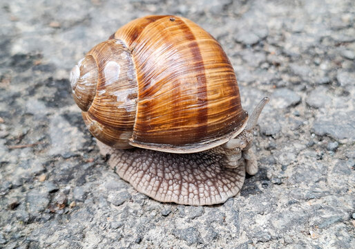 Roman snail (Helix pomatia) on the asphalt