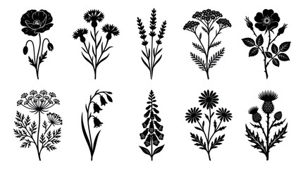 Floral silhouette collection botanical illustration © Ever
