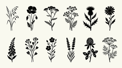 Floral silhouettes botanical illustrations © Ever