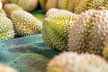 Tropic fruit durian on market table, durian is the king of fruit © Dontree