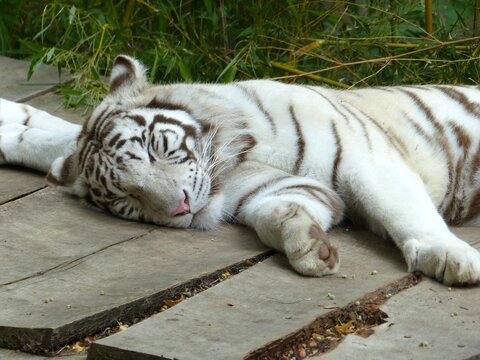 Tigre blanc