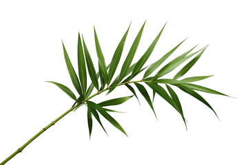 Naklejka premium Bamboo branch with green leaves on transparent background, symbolizing nature, growth, freshness, and tropical beauty