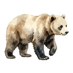 Obraz premium Vector watercolor illustration of a bear