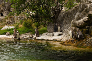 Little penguins stand by the water, a beautiful picture of life, stones, and houses. © verzunyna