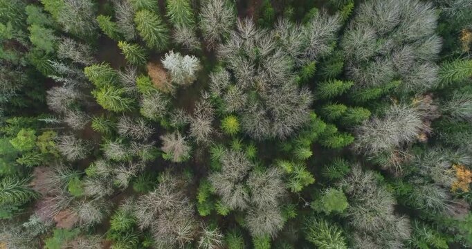 Aerial forest canopy with diverse coniferous trees. Spruce, pine, fir varieties create rich textures. Autumn hues blend with evergreen tones. High detail captures natural forest layers