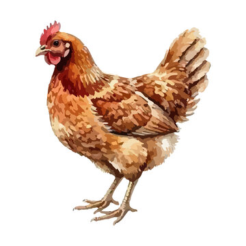 Watercolor vector illustration of a chicken