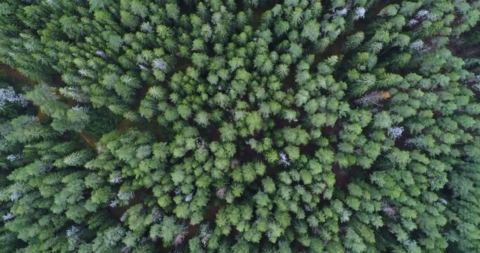 Aerial drone view captures dense forest of tall evergreen trees. Lush green foliage forms  vibrant natural pattern. Close-up showcases detailed leaf textures