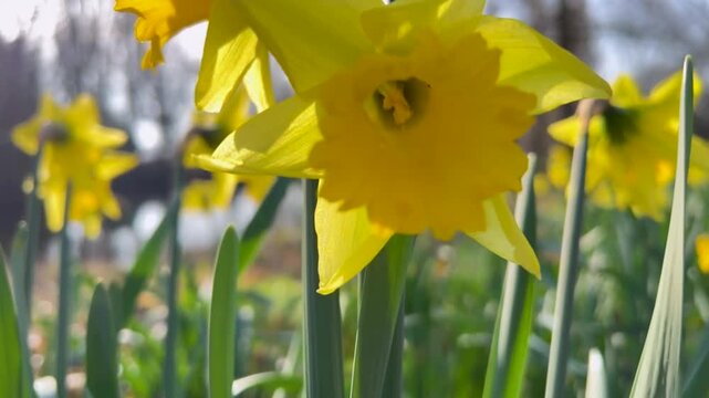 Low angle tracking shot of a vibrant yellow wild daffodil Narcissus pseudonarcissus patch on a lakeside with camera slowly pulling back