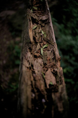 Fototapeta premium Piece of tree trunk rotting in the middle of nature with a green background.