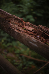 Fototapeta premium Piece of tree trunk rotting in the middle of nature with a green background.