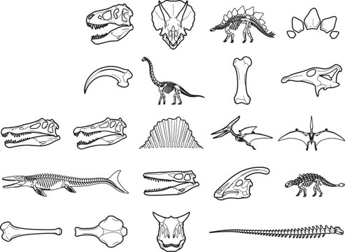 A collection of scientific illustrations depicts dinosaur skeletons, skulls, teeth, and fossils, showcasing various prehistoric creatures in a detailed anatomical study.