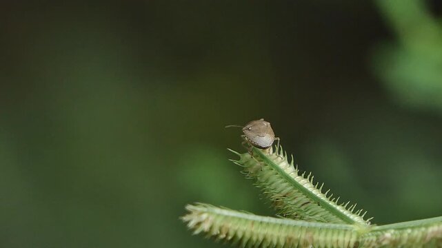Assassin bug, Rhynocoris iracundus, on flower grass in tropical rainforest.